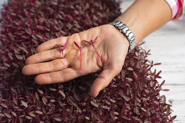 Amaranth, Garnet Red – Organic Microgreen