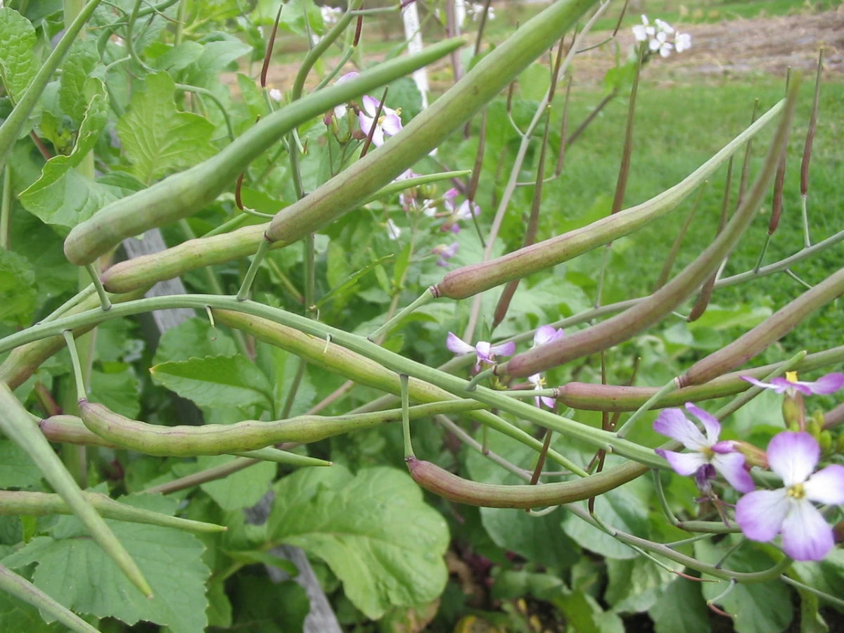 Rat-Tailed Radish