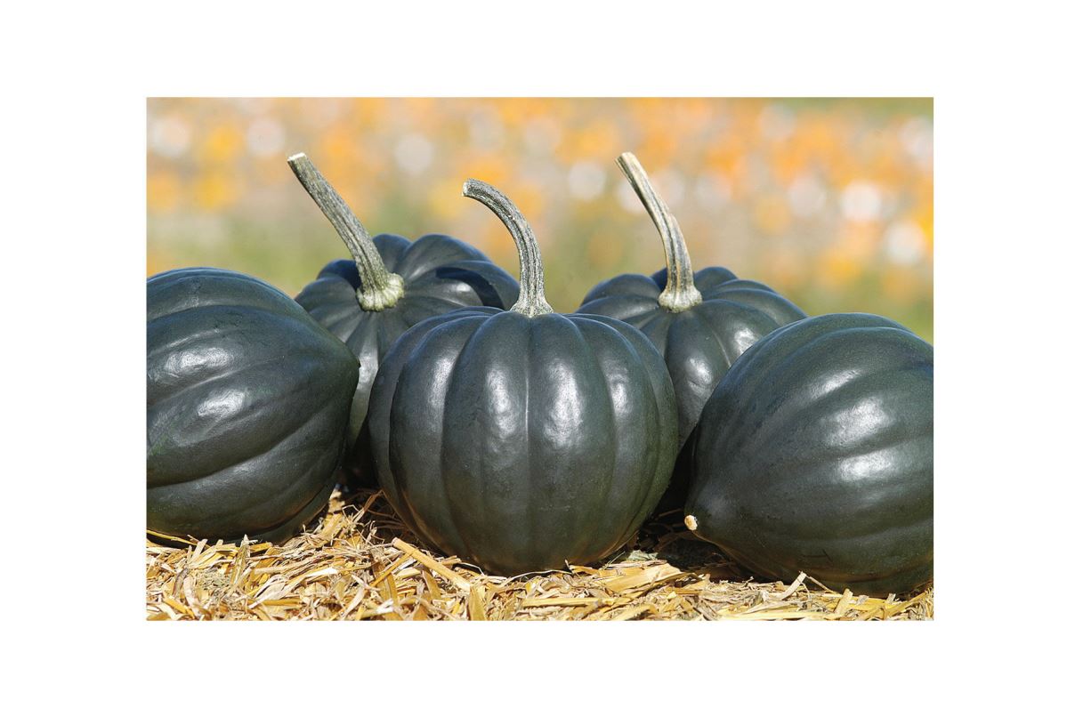 Tiptop PMR – Organic Acorn Squash Seeds