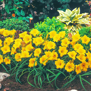 Stella de Oro Dwarf Reblooming Daylily