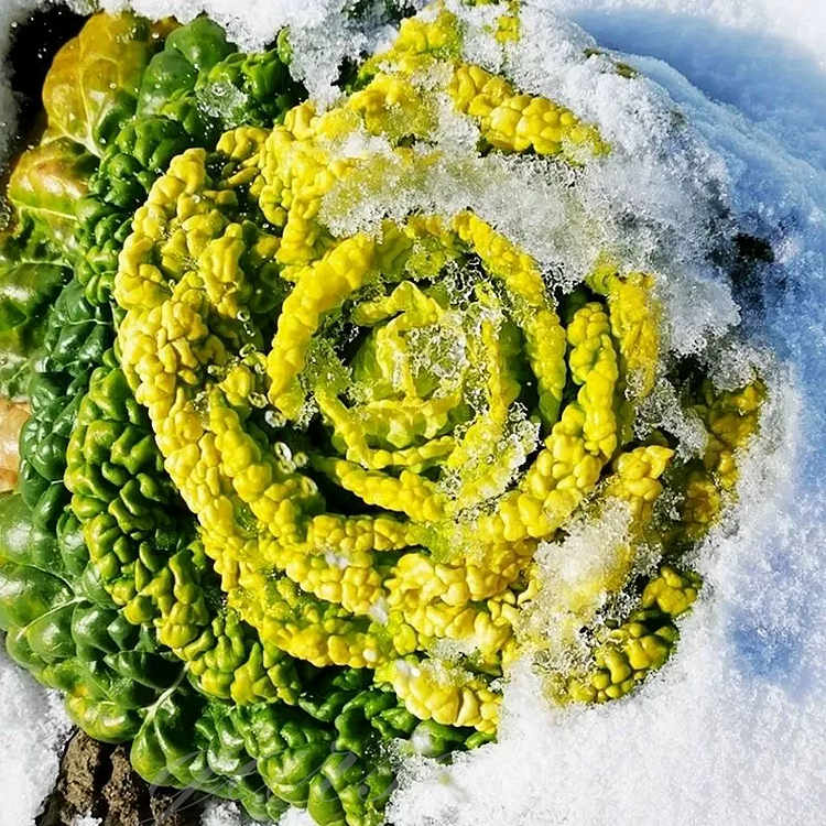 Tatsoi - Flat Cabbage Seeds