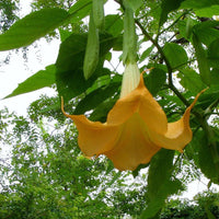 Angel Yellow Brugmansia Seeds Fragrant Trumpet Flowers