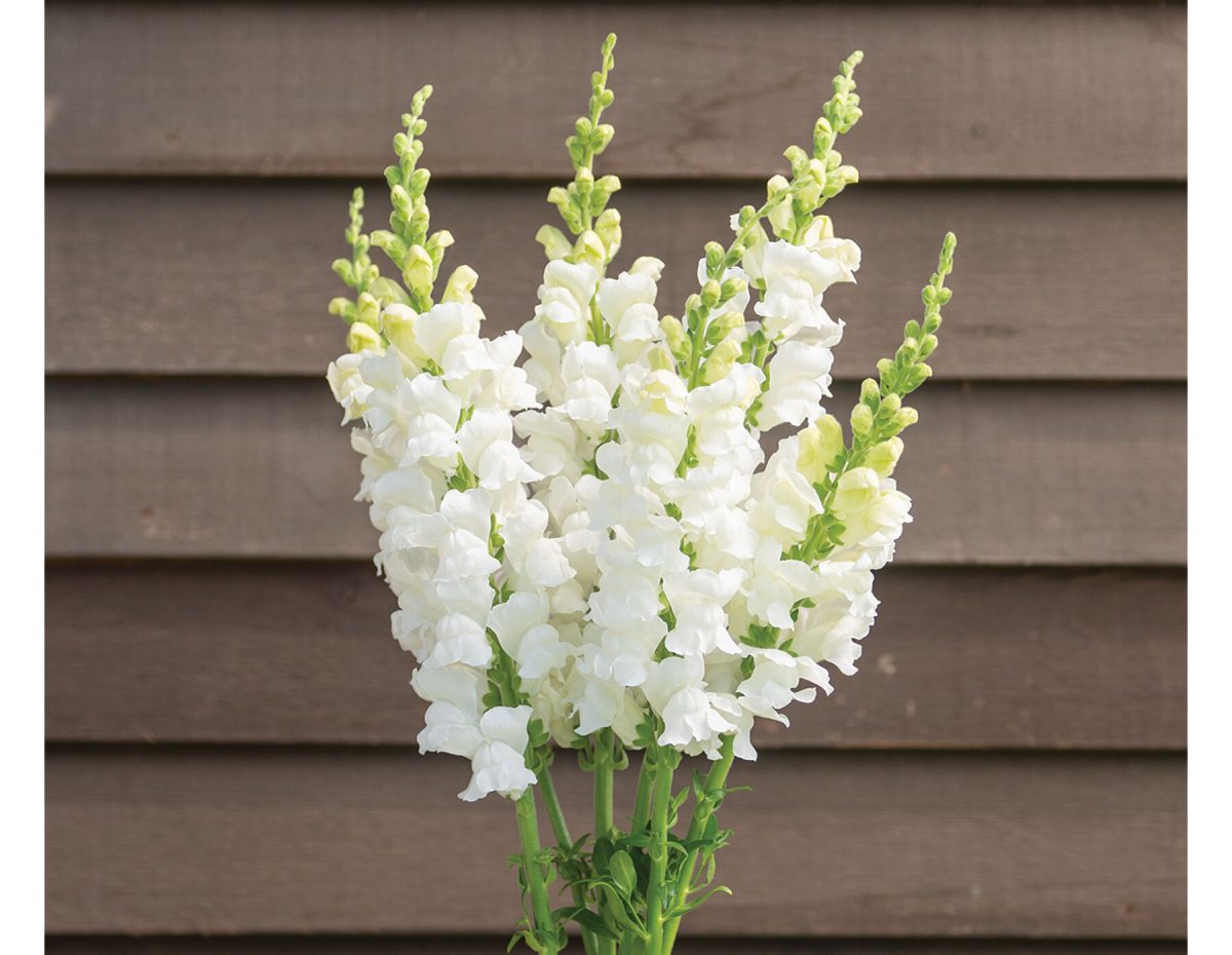 Costa Midly White II – Snapdragon Seed