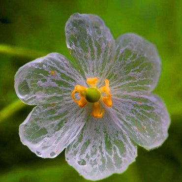 Umbrella Leaf Dysosma Pleiantha Seeds Transparent Flower Seeds