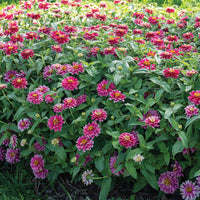 Double Zahara Raspberry Ripple – Zinnia Seed