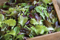 Allstar Gourmet Lettuce Mix – Lettuce Seeds