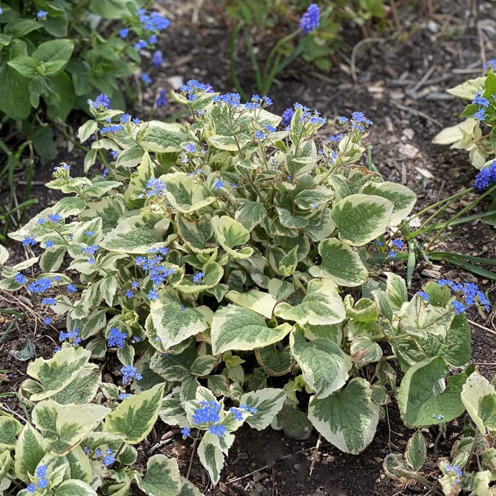 Variegata Siberian Bugloss