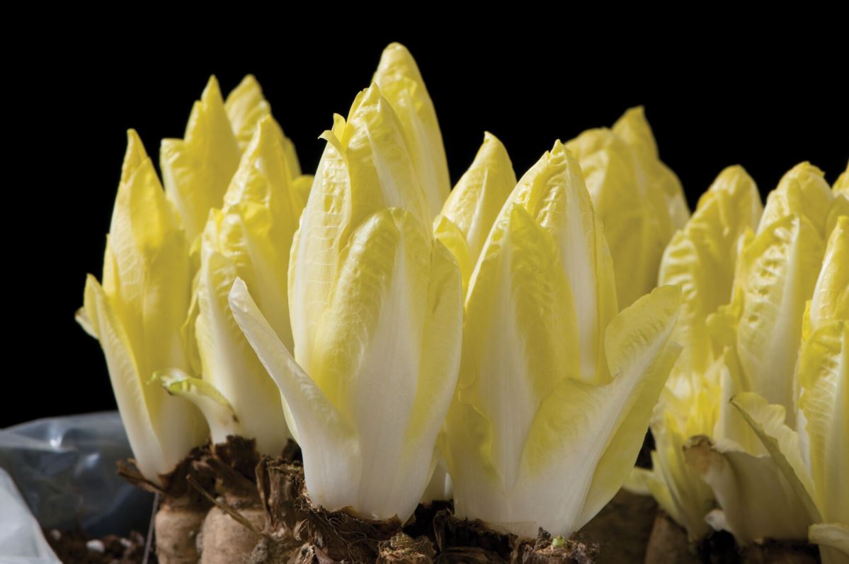 Totem – Organic Endive Seed