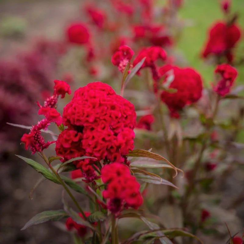 Prince Rose – Celosia Seed