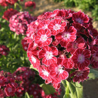 Volcano Mix – Organic Dianthus Seed