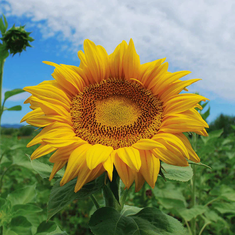 Full Sun Improved – Sunflower Seed