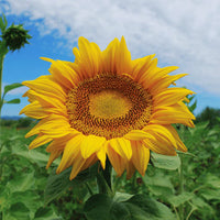 Full Sun Improved – Sunflower Seed