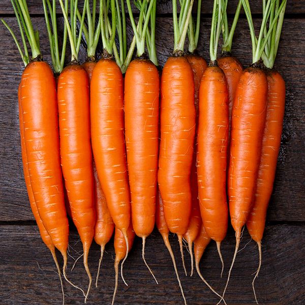 Bengala – Organic Carrot Seed