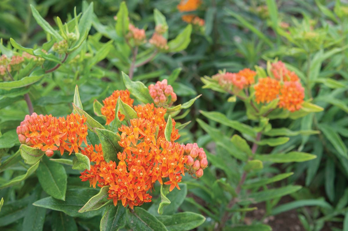 Pleurisy Root – Organic Asclepias Seed