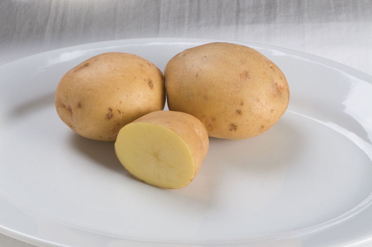 Yukon Gold – Organic Seed Potatoes