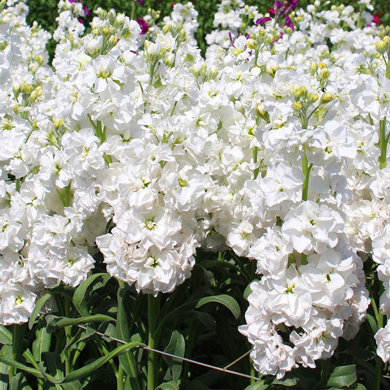 Katz Hi Double White – Stock Seed