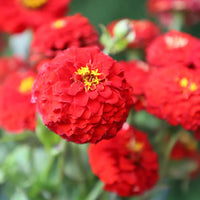 Oklahoma Scarlet – Zinnia Seed