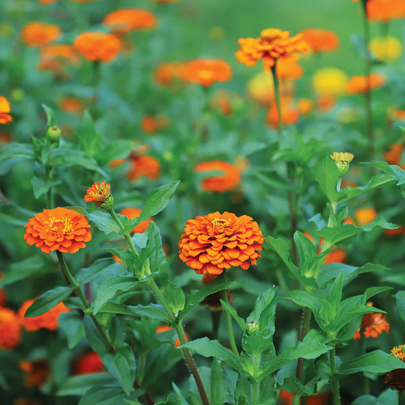 Zinnia- Queeny Pure Orange