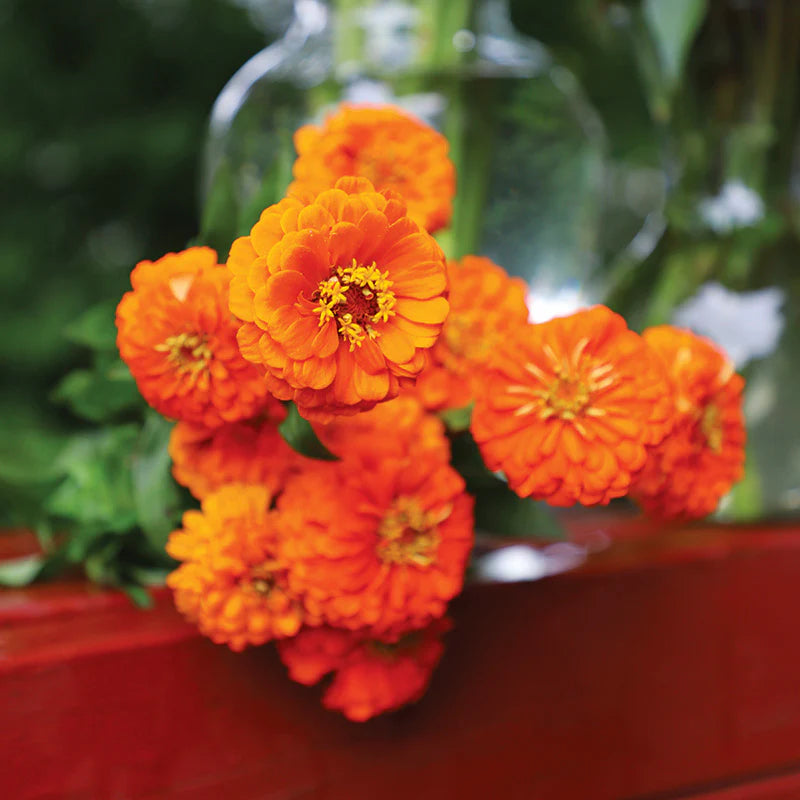 Queeny Pure Orange – Zinnia Seed