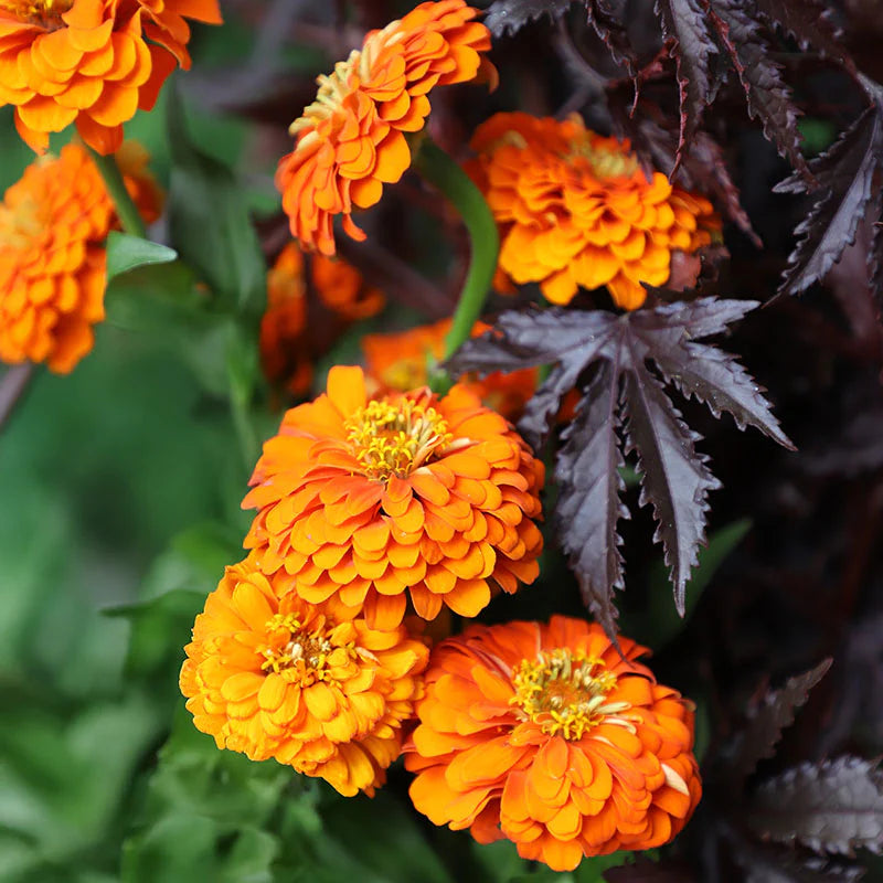 Zinnia- Queeny Pure Orange