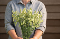 Greater Quaking Grass – Ornamental Grass Seed