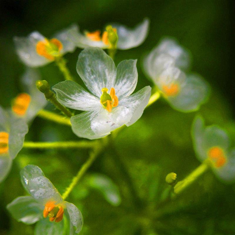 Umbrella Leaf Dysosma Pleiantha Seeds Transparent Flower Seeds