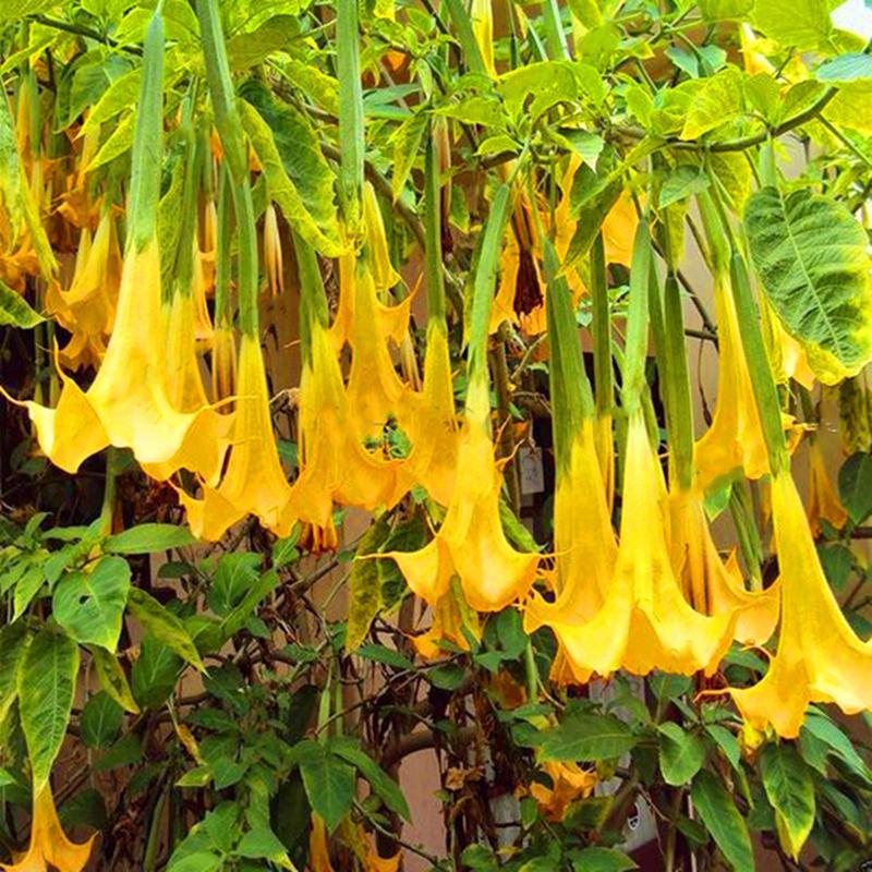 Angel Yellow Brugmansia Seeds Fragrant Trumpet Flowers