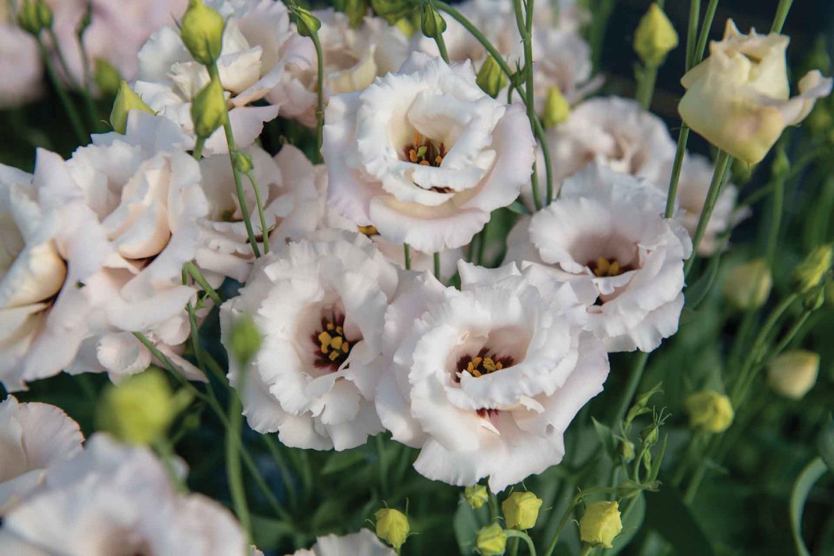 Corelli III Light Pink – Pelleted Lisianthus