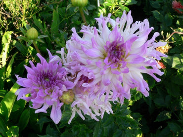 Bold Accent Dahlia