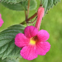 Achimenes Mix Colors Bulb