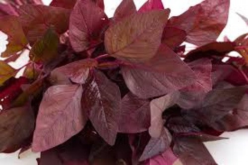 Red Amaranth, Red Cholai Vegetable Seeds