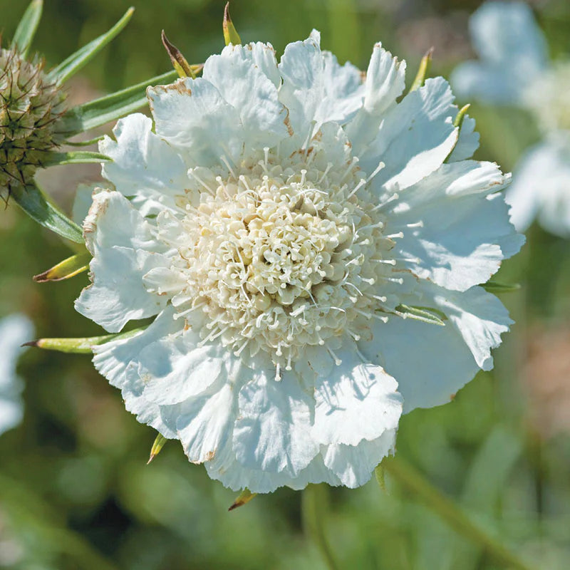 Fama White – Scabiosa Seed