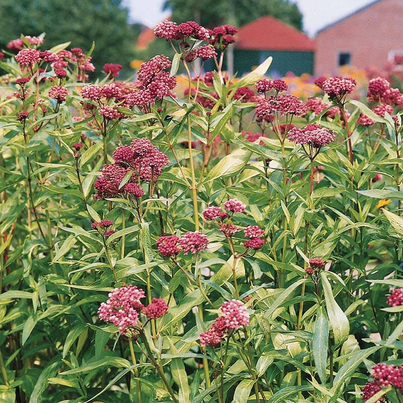 Soulmate – Organic Asclepias Seed