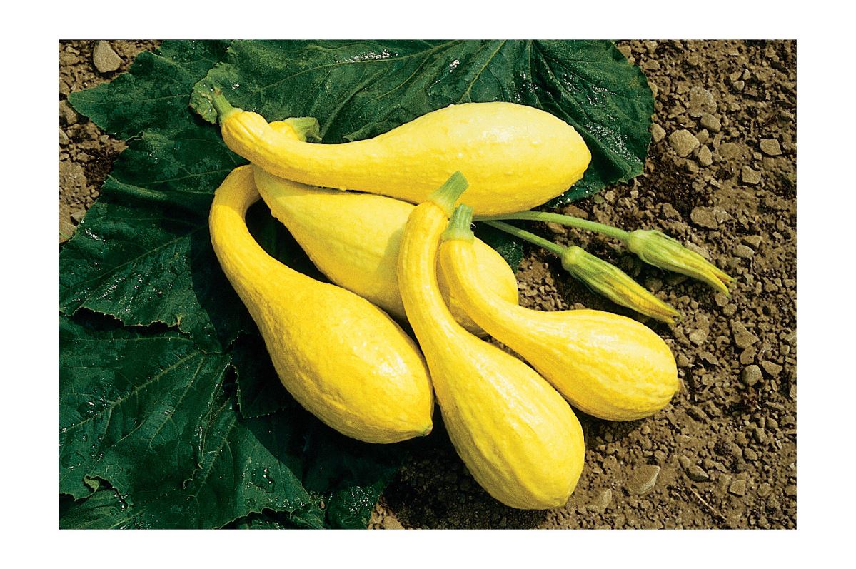 Yellow Crookneck – Organic Yellow Summer Squash Seed