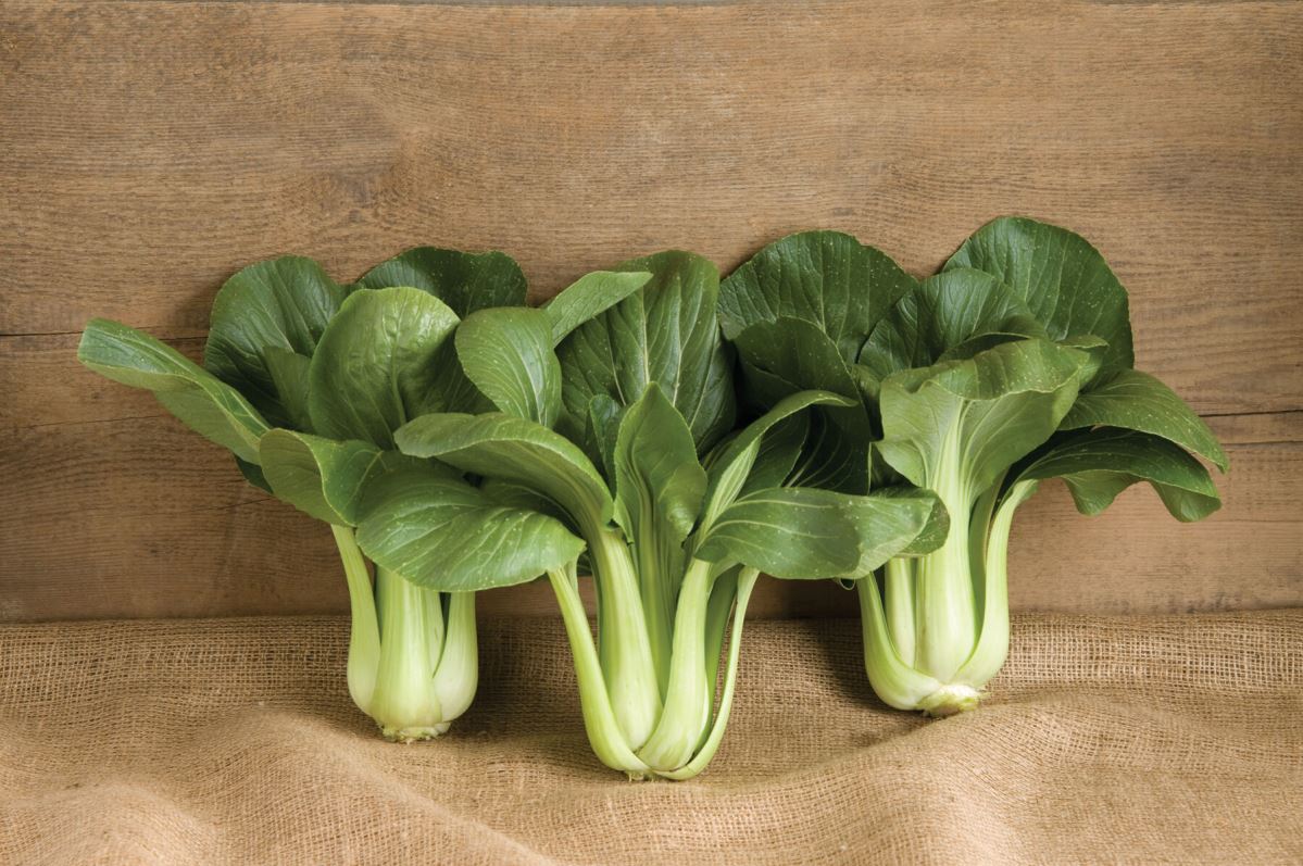 Black Summer – Bok Choy Seeds