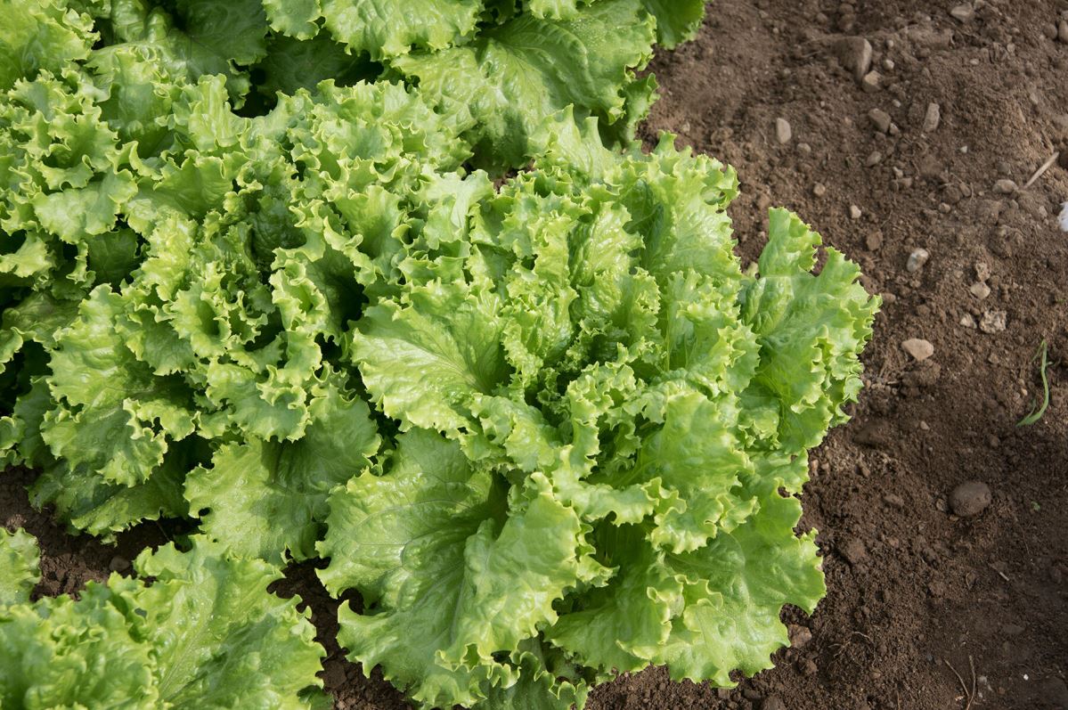 Tropicana – Lettuce Seed