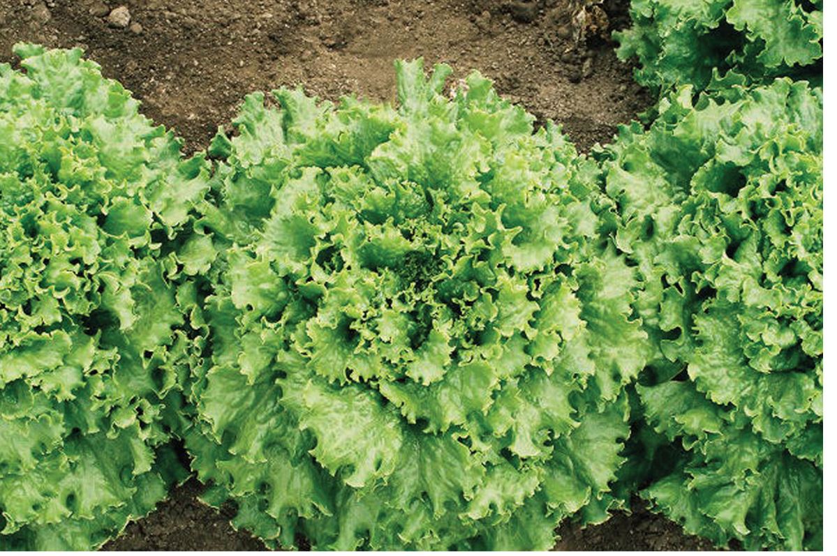 Tropicana – Organic Lettuce Seed