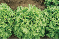 Tropicana – Organic Lettuce Seed