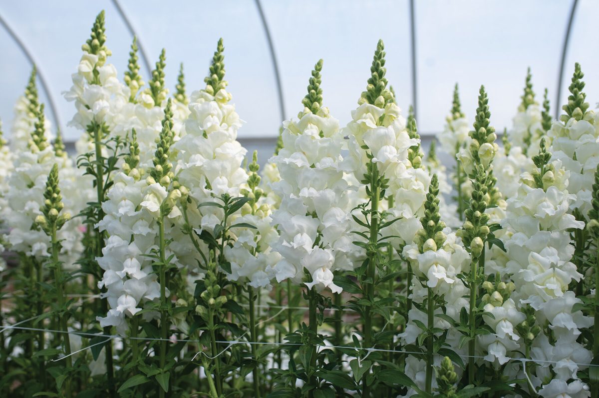 Legend White – Snapdragon Seed