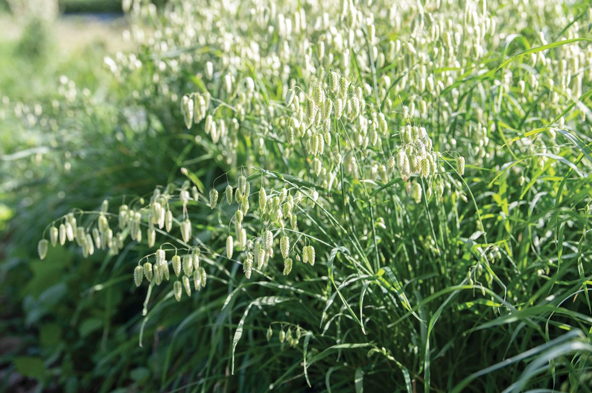 Greater Quaking Grass – Ornamental Grass Seed