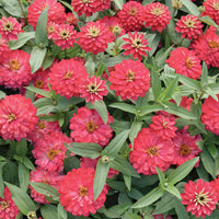 Double Zahara Salmon – Zinnia Seed