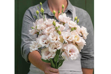 Corelli III Light Pink – Pelleted Lisianthus