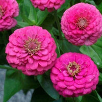 Zinnia- Benary's Giant Bright Pink