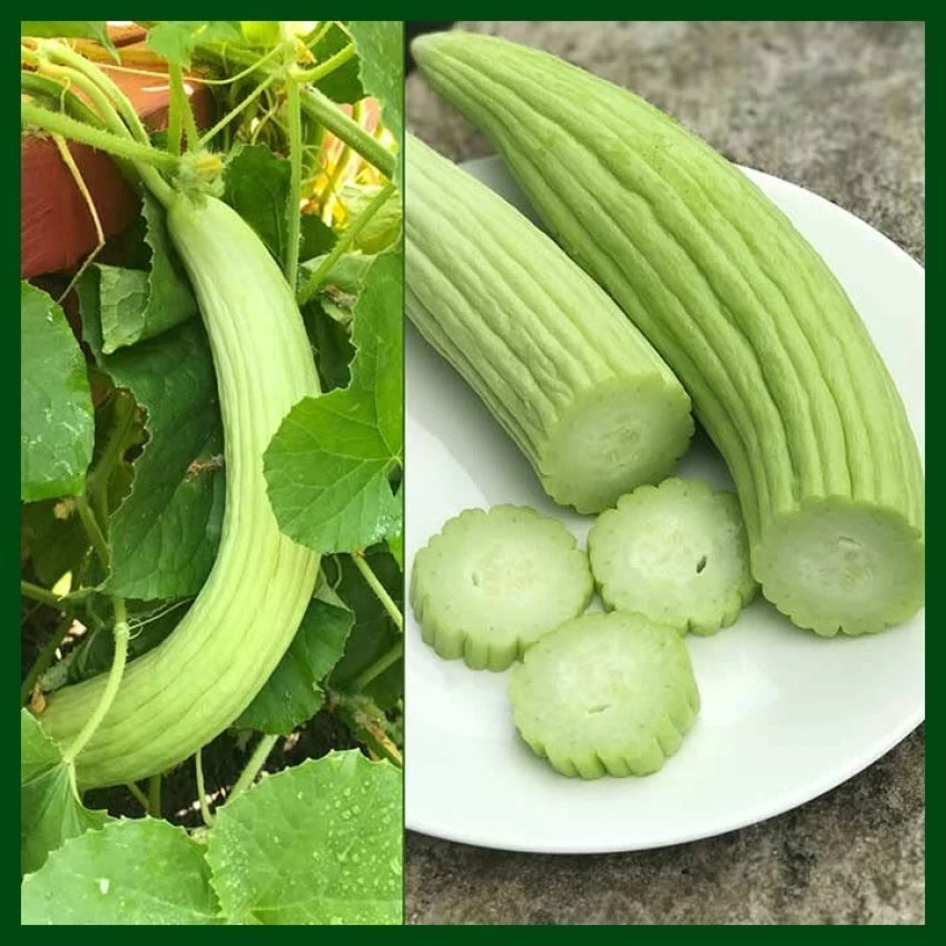 Long Melon, Kakri Selection Vegetable Seeds