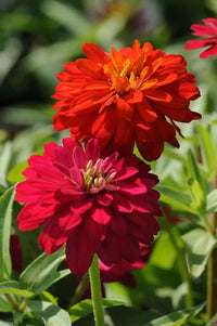 Zinnia- Oklahoma Scarlet