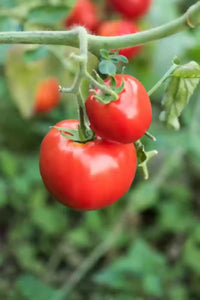 BHN 1021 – Tomato Seed