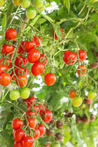 BHN 1021 – Tomato Seed