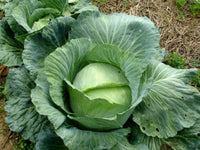 Cabbage Special Pride Vegetable Seeds