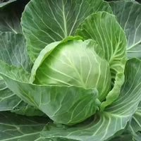 Cabbage Special Pride Vegetable Seeds