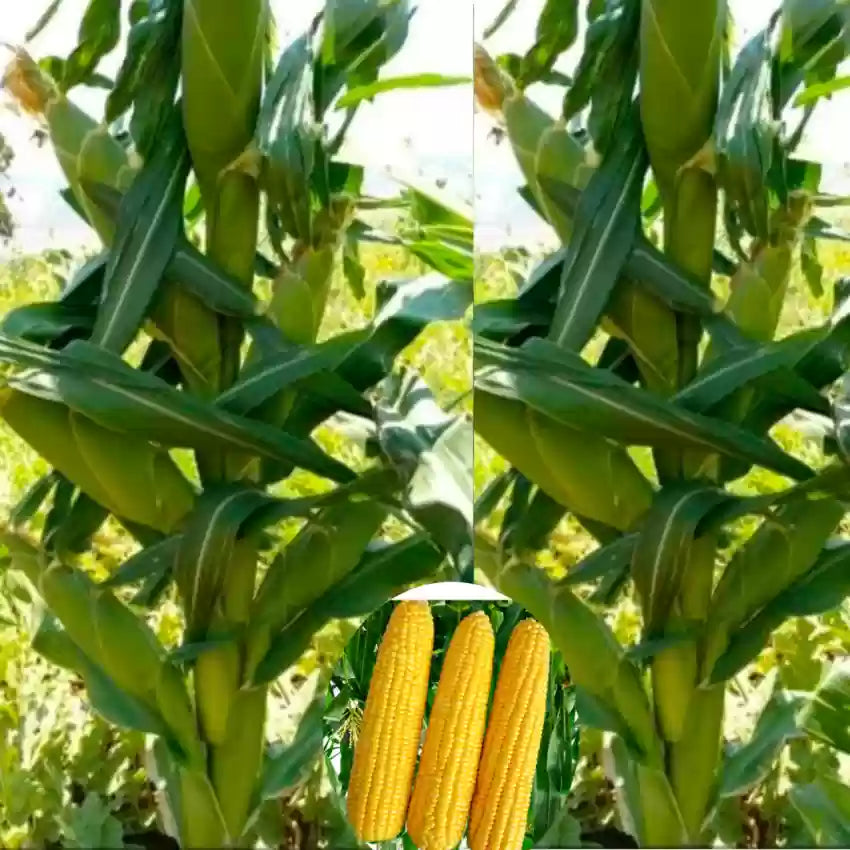 Corn, Maize- Early Leaming